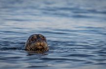 From Campbell River: Kayaking and Whale Watching Combination Tour