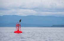 Covered Boat Whale Watching 6-Hour Tour from Campbell River