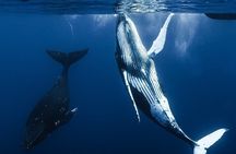 Watch and Swim with Humpback Whales in Moorea