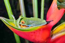 Arenal Volcano rainforest zip line+ horses+ lunch 