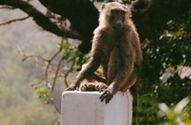 3 Days Exclusive Naaya Safari To Mole National Park