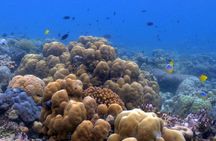 Luxury Private Speed Boat Charter with Coral Delight
