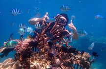 Luxury Private Speed Boat Charter with Coral Delight