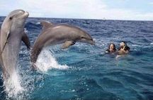 Dolphin tour in Mnemba Island, Spice Farm with Lunch