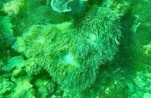 Real snorkel trip to explore Cham island by speedboat-SMALL GROUP