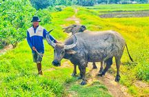 Biking Tour in The Pineapple Villages