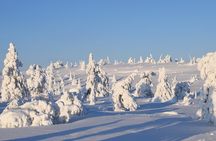 Riisitunturi National Park – Breathtaking Day Hike from Rovaniemi