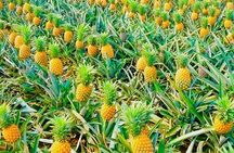 Biking Tour in The Pineapple Villages