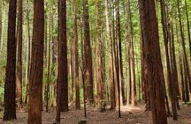 ROTORUA Highlights Tour In A Small Group