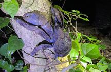 Okinawa Miyako Starry Sky Jungle Exploration Tour