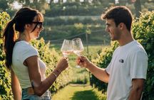 Wine and Food Tasting in the Vineyards in Lazise