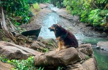El Yunque Hike Waterslide Beach Cuisine With Transport