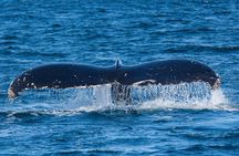 Wildlife and Scenery in Ketchikan