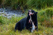 Wildlife and Scenery in Ketchikan