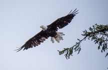 Wildlife and Scenery in Ketchikan