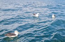 Harbour, Albatross and Wildlife Cruise on Otago Harbour