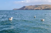 Harbour, Albatross and Wildlife Cruise on Otago Harbour