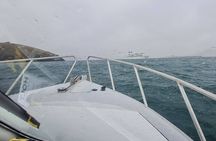 Harbour, Albatross and Wildlife Cruise on Otago Harbour
