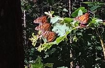 Monarch Butterflies El Rosario Preserve from Mexico City 