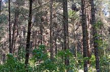 Monarch Butterflies El Rosario Preserve from Mexico City 