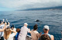 Tenerife Los Cristianos: Whale and Dolphin Eco-Yacht and Swim Stop