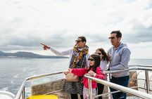 Tenerife Los Cristianos: Whale and Dolphin Eco-Yacht and Swim Stop