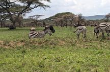 4-Day Safari Tarangire Serengeti and Ngorongoro