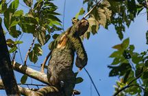 Explore Manuel Antonio Wildlife and Beaches National Park
