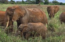 Elky Day Trip Tsavo East National Park