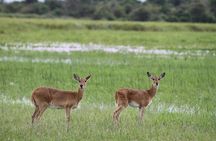 1 Day Akagera National Park Safari Adventure Quest