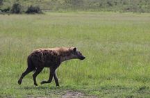 1 Day Akagera National Park Safari Adventure Quest