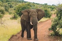 1 Day Akagera National Park Safari Adventure Quest