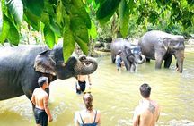 Elephant Care Experience