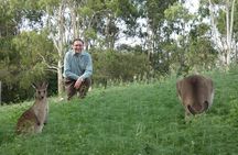 Kangaroo Wildlife Half Day Small Group Tour From Sydney