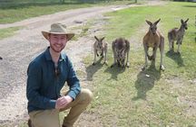 Kangaroo Wildlife Half Day Small Group Tour From Sydney