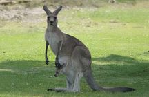 Kangaroo Wildlife Half Day Small Group Tour From Sydney