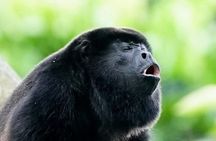 Monteverde Guided Eco Walk – Cloudforest Plants, Birds & Nature 