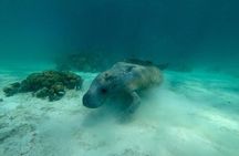 Hol Chan Marine Reserve and Shark Ray Snorkeling San Pedro Belize