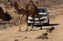 Hidden Wonders of Wadi Hisma: A Desert Adventure