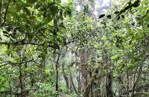 ANAGA: VIP tour: Forests, Peaks and Sea.