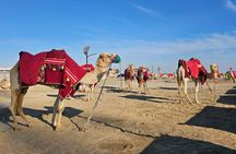 Doha Desert Safari Dune Bashing Camel Ride