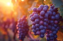 Private Santa Barbara, Solvang and Wine Country from Los Angeles