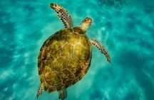 Turtle and Shipwreck adventure on 57 ft catamaran