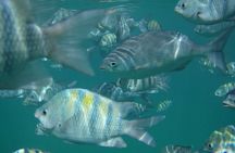 Turtle and Shipwreck adventure on 57 ft catamaran