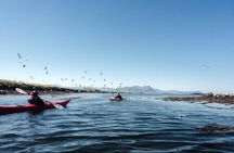 Stykkisholmur Sea kayak Day tour