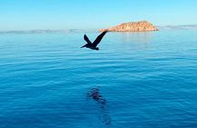 Isla Espiritu Santo and Balandra Tour