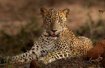 Yala National Park Guided Safaris 