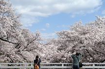 Hot Spring Bath / Onsen and Sakura / Cherry Blossom Viewing