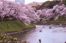Hot Spring Bath / Onsen and Sakura / Cherry Blossom Viewing