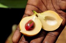 Private Zanzibar Spice Farm Tour: Best Experience Awaits